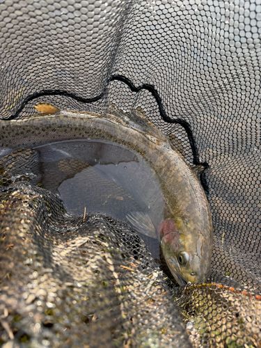 ニジマスの釣果