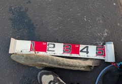 ライギョの釣果