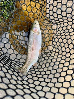 ニジマスの釣果