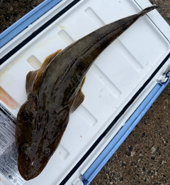 マゴチの釣果