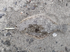 ソゲの釣果