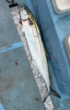 サワラの釣果