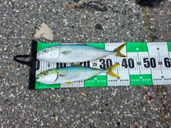 フクラギの釣果