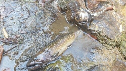 イワナの釣果