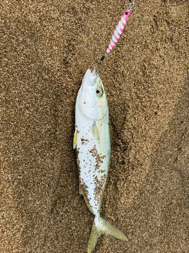 コズクラの釣果