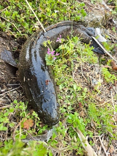 ライギョの釣果