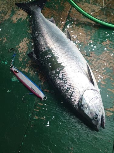 サクラマスの釣果