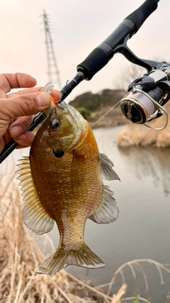 ブルーギルの釣果