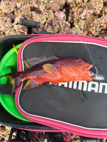 バラハタの釣果