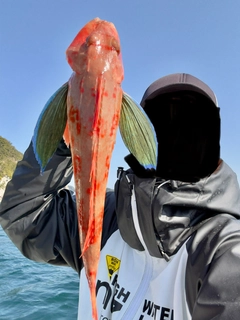 ホウボウの釣果