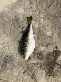 クサフグの釣果