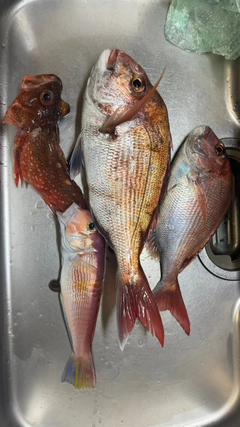マダイの釣果