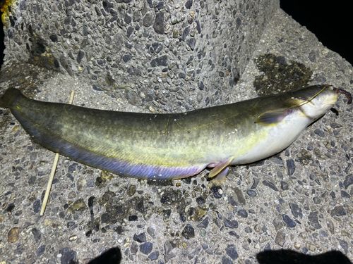 ナマズの釣果