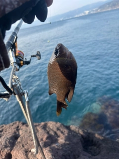 スズメダイの釣果