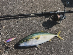 コゾクラの釣果