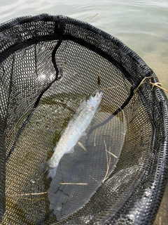 トラウトの釣果