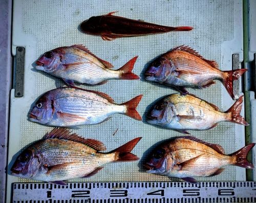 マダイの釣果