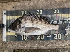 チヌの釣果