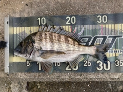 チヌの釣果