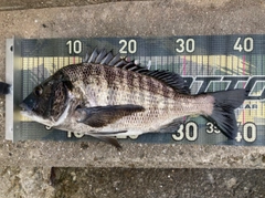 チヌの釣果