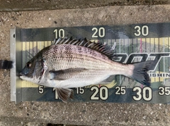 チヌの釣果