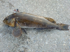 アイナメの釣果