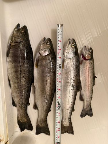 サクラマスの釣果