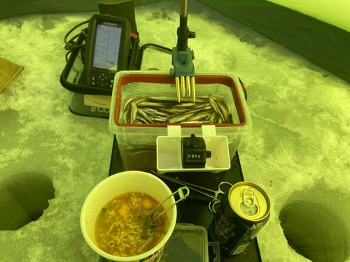 ワカサギの釣果