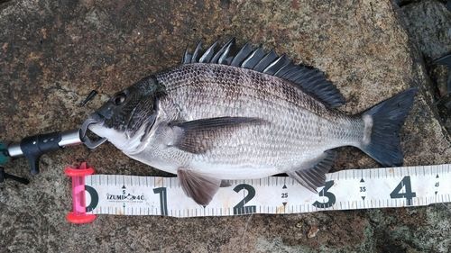 クロダイの釣果