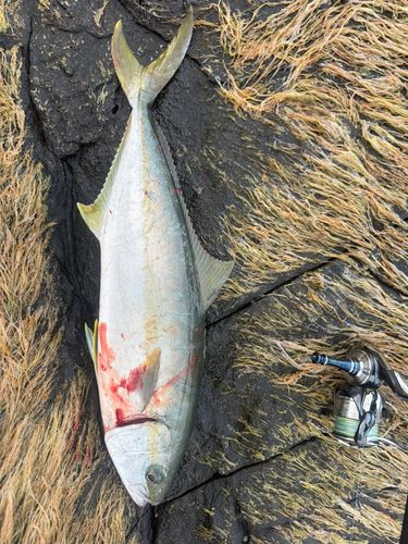 ヒラマサの釣果