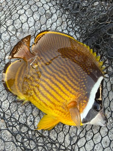 チョウチョウウオの釣果