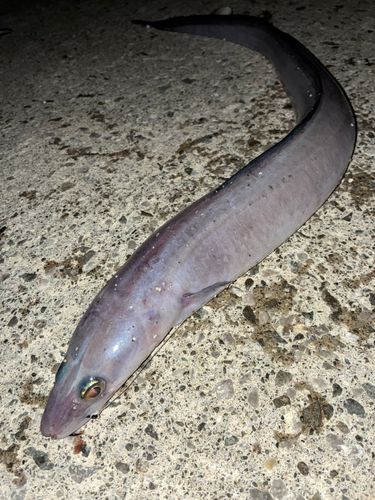 ダイナンアナゴの釣果