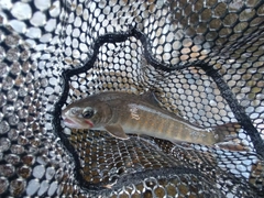 ヤマトイワナの釣果