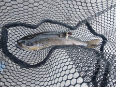 ブラウントラウトの釣果