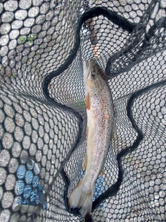 ブラウントラウトの釣果