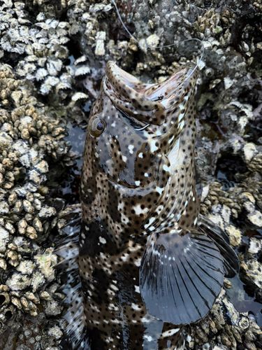 ヤイトハタの釣果