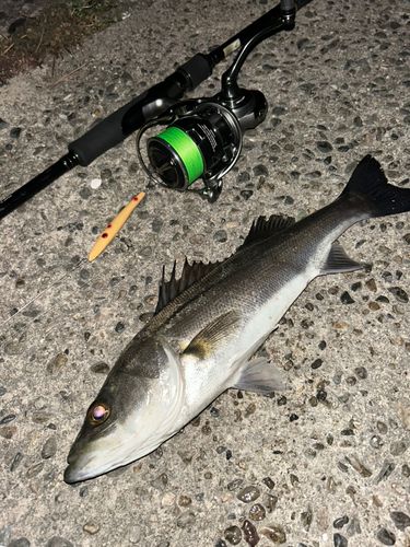 セイゴ（マルスズキ）の釣果