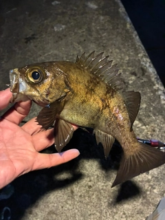 クロメバルの釣果