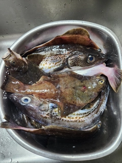 ソウハチの釣果