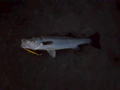 マルスズキの釣果