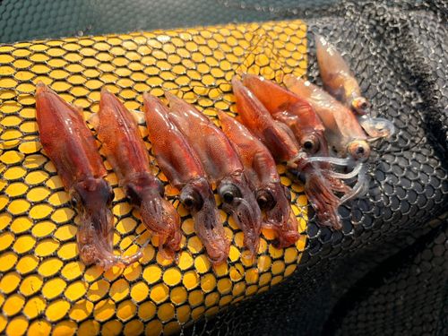 ホタルイカの釣果