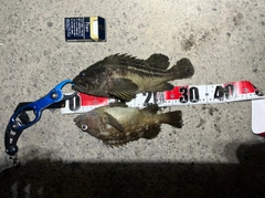 シマゾイの釣果