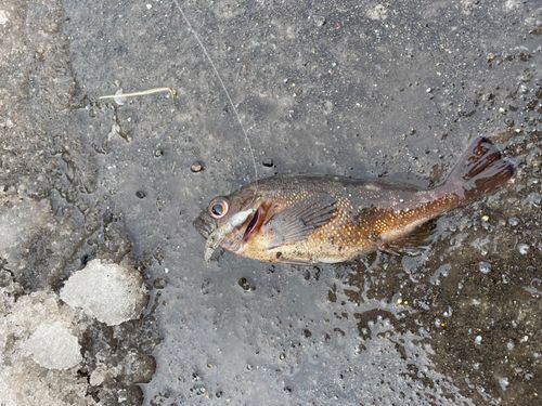 エゾメバルの釣果
