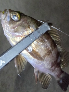 メバルの釣果