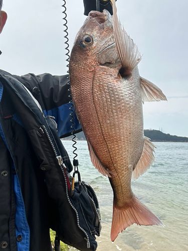 マダイの釣果