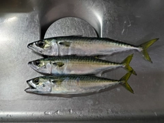 サバの釣果