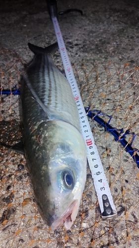 ボラの釣果