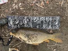 コイの釣果