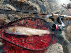 アメマスの釣果