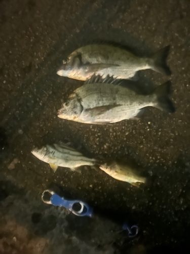 ミナミクロダイの釣果